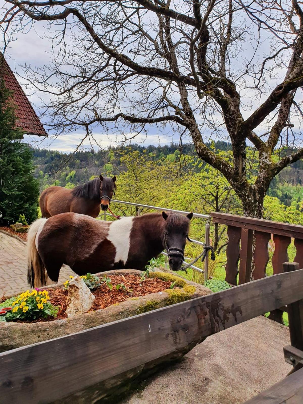 Ferienhof Fischer ซีบาค ภายนอก รูปภาพ
